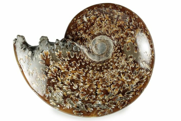 Polished Ammonite (Cleoniceras) Fossil - Madagascar #358462
